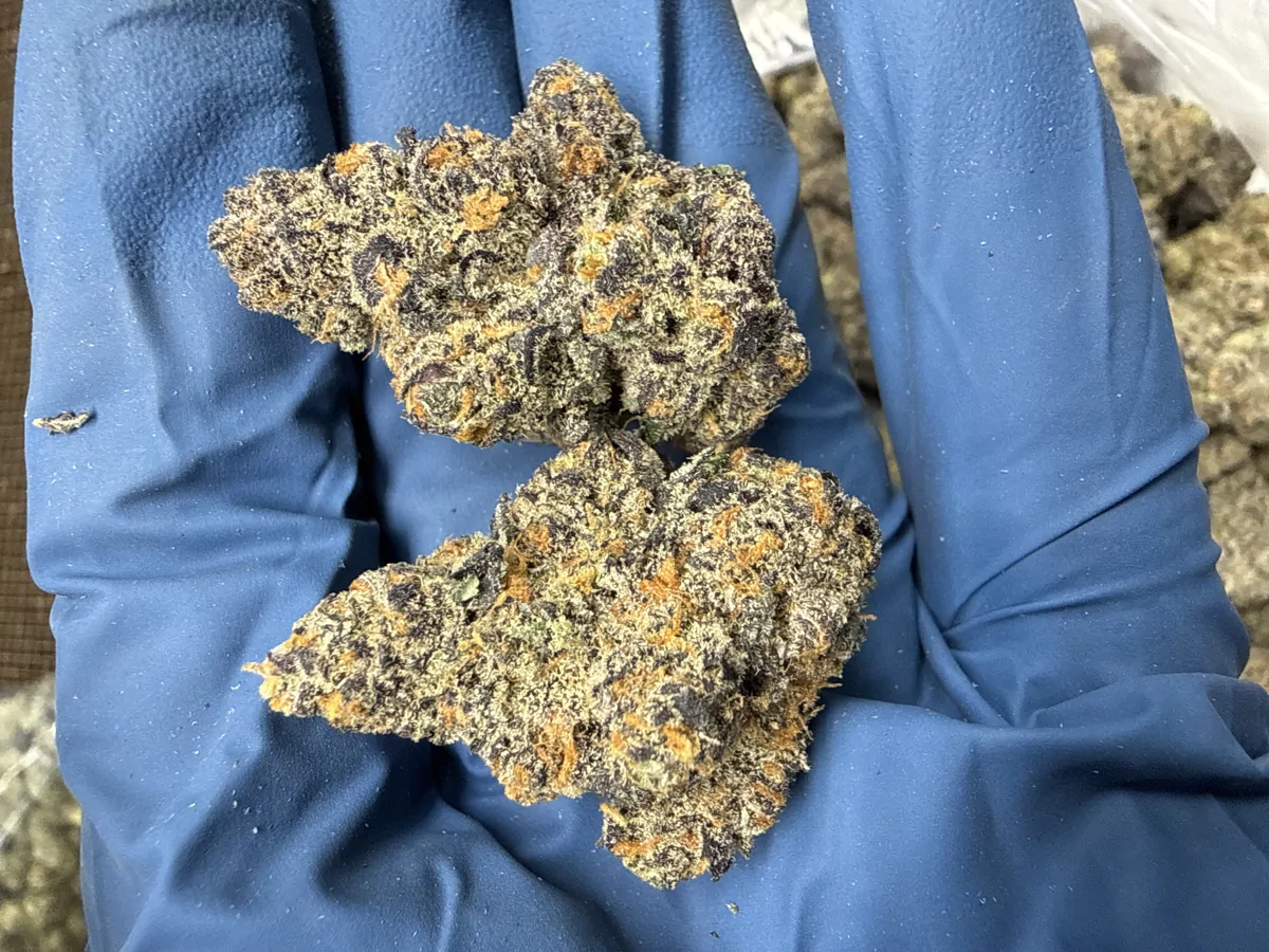 Purple Milk Flower